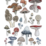 The Millie mushrooms