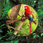 Official Bird Fan Group
