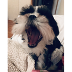 Da best doggo group