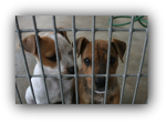 Save The Animals!!!!!!!!!!!