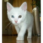Rainbow Eyed Studios