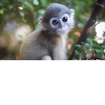 # team monkey