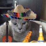 camerons cat squad