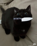 Local kaiju paridise player