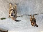 Best doggy’s ever