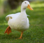 The best place to love ducks