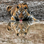 Tigers and the wind