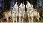 Animals Lovers Forever