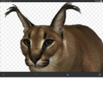 The nice floppa