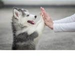 Puppy Krew!!