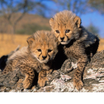 mythical robloxian cheetahs