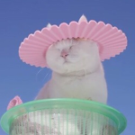 Iovecakes