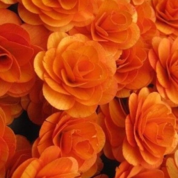 🍊