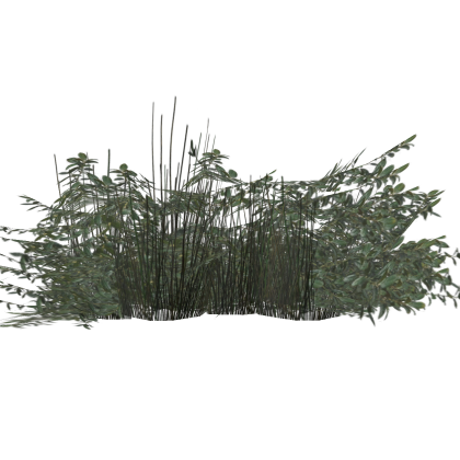 Mall Bush