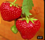 Hallo hier sind die Erdbeeren
