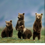 Bearxcute
