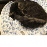 CuddlyKitty group