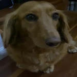macy moo