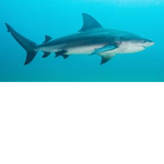 Team Blue Sharks