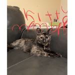 Kittens77809