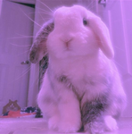 Bunnie Homestore Clothing