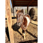 Juju’s Equestrian Hangout