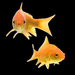 The Marine Aquarium