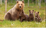 The Bears life