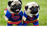 the goodest good bois
