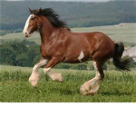 horse and pony luv