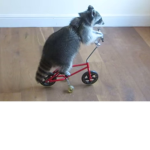 super racoon on scooter