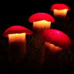 FUNGI CO.