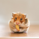 Nom Nom Nom Nom Nom Nom Nom Nom Nom