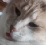 A cat name mittens