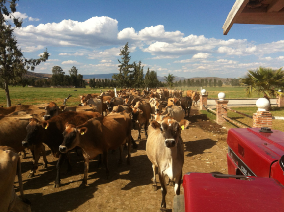 pbr:jaripeo mx screenshot 1