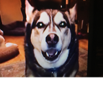 Husky’s Hangout