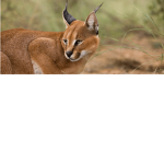 rbx.game
