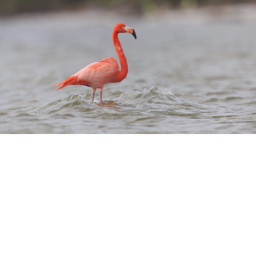 Flamingo Land