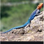 Reptiles team