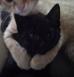 Cats dodod 09093