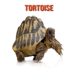 ~TURTLE FAN CLUB~
