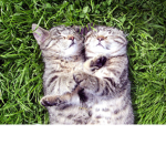 katzen party