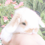 bunnycore aesthetics