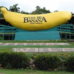 The big biggest banana