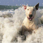 bullterrier44