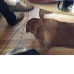 My dog shadow group