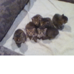 Help the cats from dieing