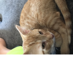 Stripes cats united