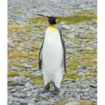 The Penguin Tribe!!!