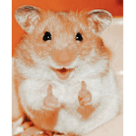 Rats are the nice